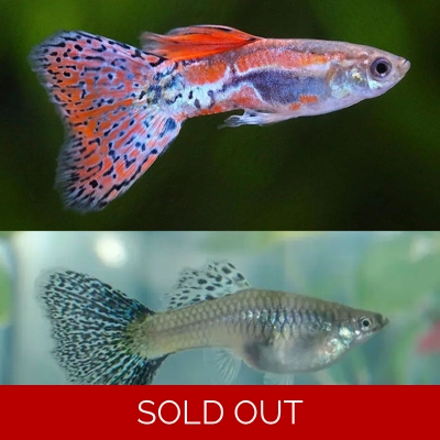 Red Grass Guppy Pairs